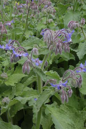 Borago