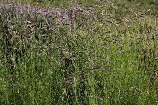 Bouteloua gracilis