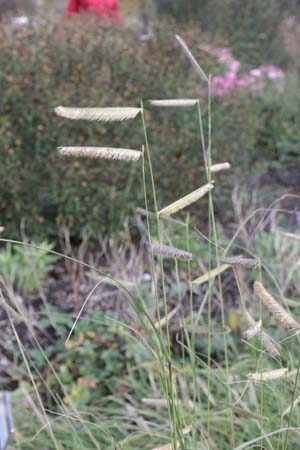 BOUTELOUA gracilis ex 'Blonde Ambition'