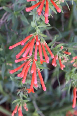 Bouvardia ternifolia