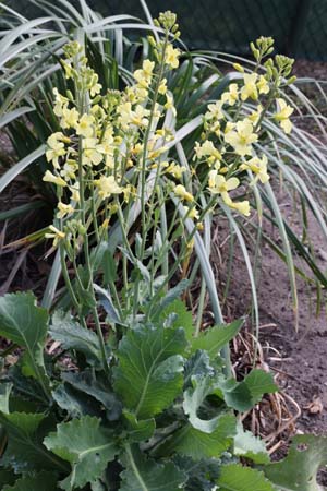 Brassica cretica ssp. aegea