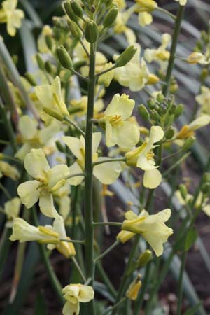 Brassica cretica ssp. aegea