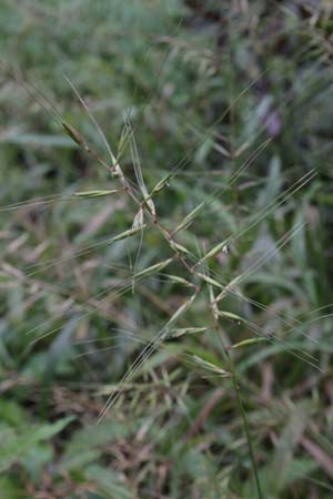 Brachyelytrum japonicum
