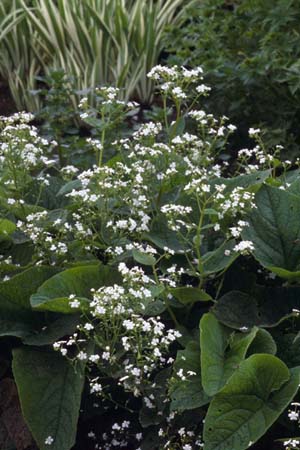 Brunnera macrophylla 'Betty Bowring'