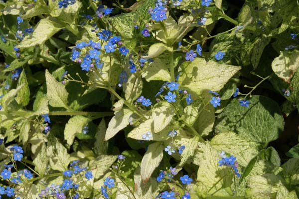 BRUNNERA macrophylla 'Yellow Spring'