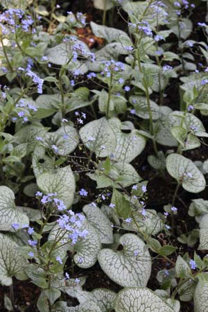 BRUNNERA macrophylla 'Queen of Hearts'
