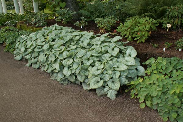 Brunnera macrophylla 'Jack Frost'
