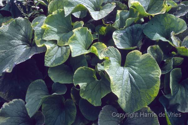 BRUNNERA macrophylla 'Hadspen Cream'