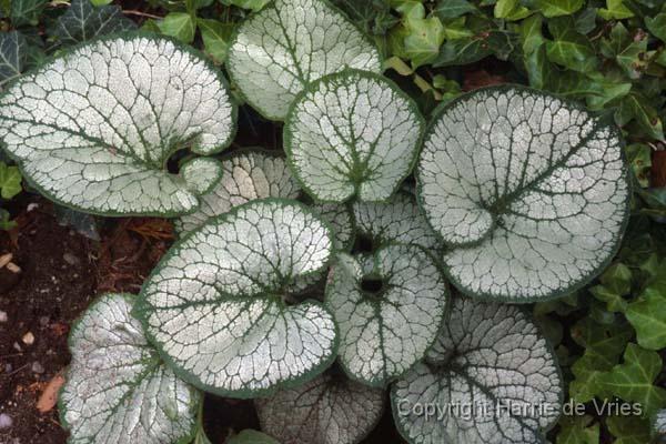 BRUNNERA macrophylla 'Jack Frost'