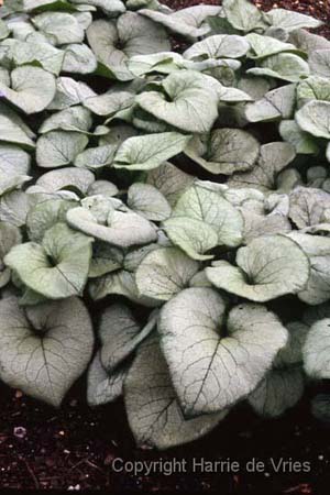 BRUNNERA macrophylla 'Looking Glass'
