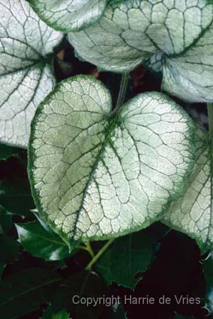 Brunnera macrophylla 'Looking Glass'