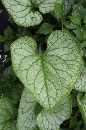 Brunnera macrophylla 'Mr. Morse'