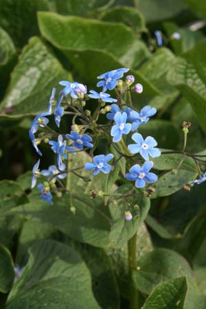 Brunnera sibirica