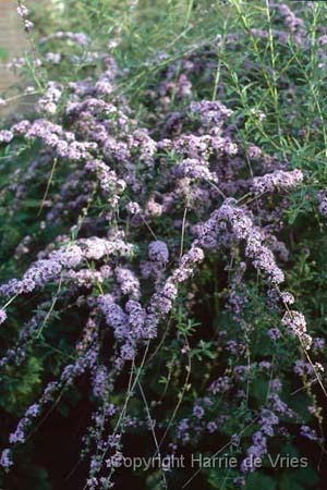Buddleia