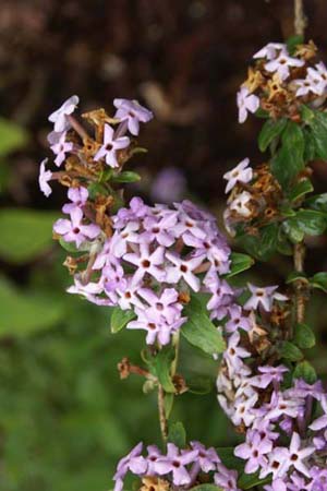 Buddleia alternifolia 'Argentea'