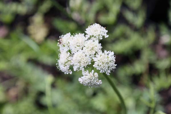 BUNIUM ferulaceum