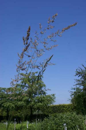 CALAMAGROSTIS x acutiflora 'Karl Foerster'