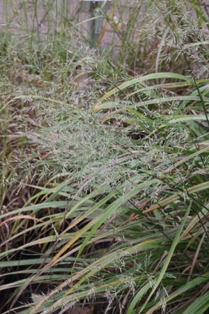 Calamagrostis arundinacea (syn. Deyeuxia pyramidalis)