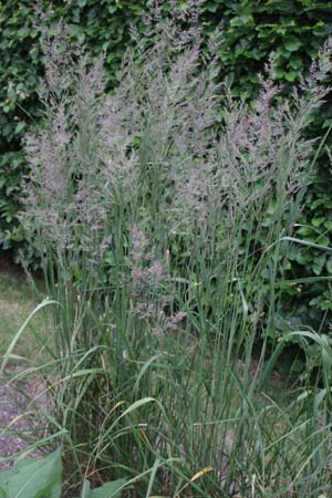CALAMAGROSTIS x acutiflora 'Eldorado' ('England')