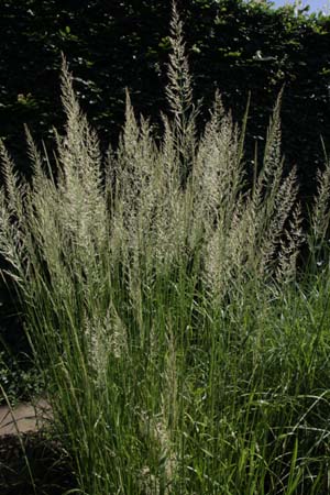 Calamagrostis x acutiflora 'Waldenbuch'