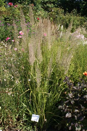 CALAMAGROSTIS brachytrichum