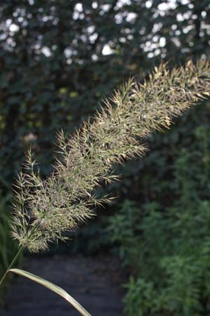 Calamagrostis brachytricha