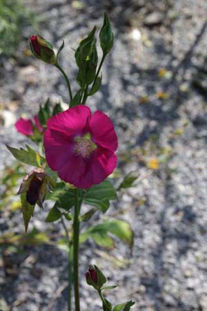 Callirhoe bushii