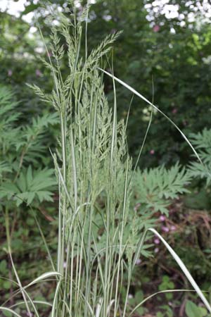 Calamagrostis x acutiflora 'Avalanche'