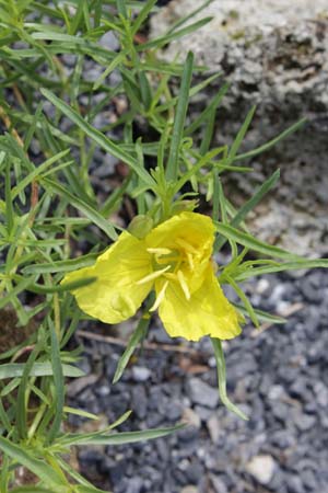 Calylophus