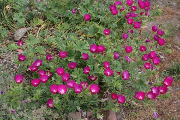 CALLIRHOE involucrata