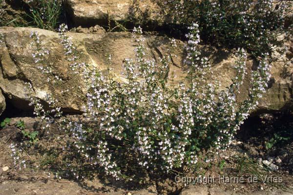 Calamintha