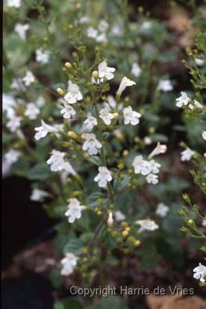 CALAMINTHA nepeta 'White Cloud'