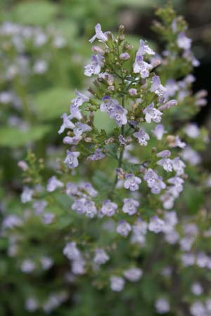 CALAMINTHA nepeta 'Triumphator'