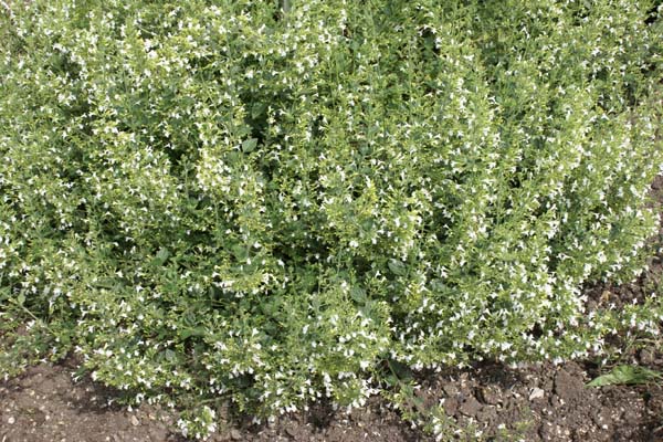 CALAMINTHA nepeta 'Weisser Riese'