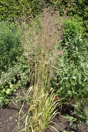 CALAMAGROSTIS x acutiflora 'England'