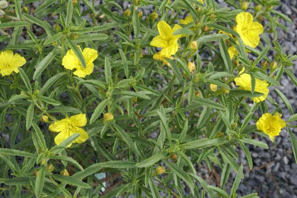 Calylophus serrulatus