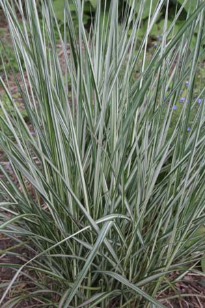 Calamagrostis x acutiflora 'Avalanche'