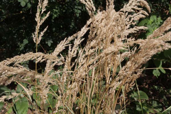 Calamagrostis x acutiflora 'Avalanche'
