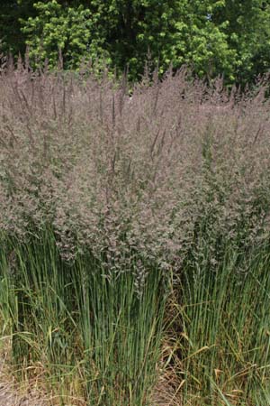 Calamagrostis x acutiflora 'Karl Foerster'