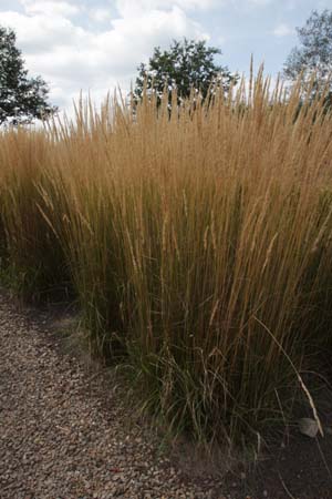 Calamagrostis x acutiflora 'Karl Foerster'
