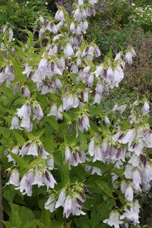 Campanula x 'Burghaltii'