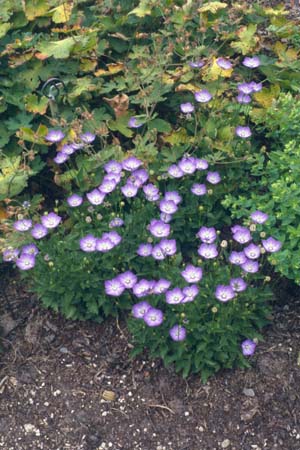 Campanula carpatica 'Samantha'