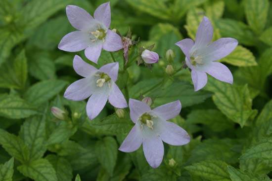 Campanula lactiflora 'Loddon Anne'