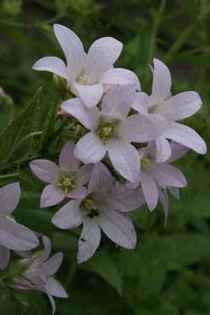 Campanula lactiflora 'Loddon Anne'