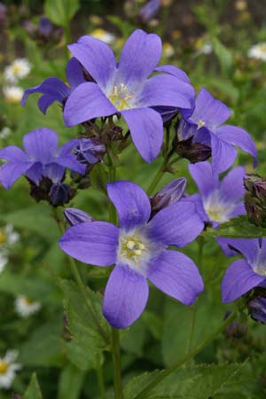 Campanula lactiflora 'Prichard Variety'