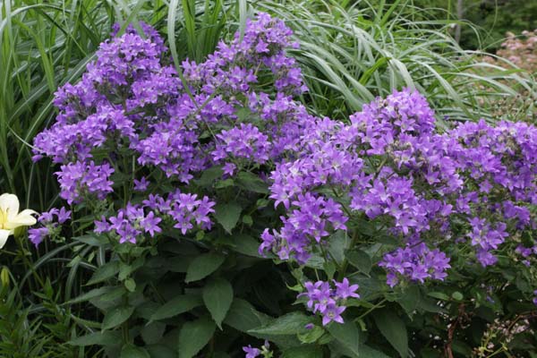 Campanula lactiflora 'Prichard Variety'