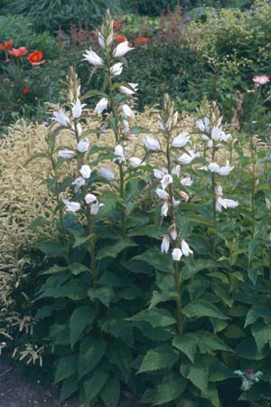 Campanula latifolia 'Witte Wieven'