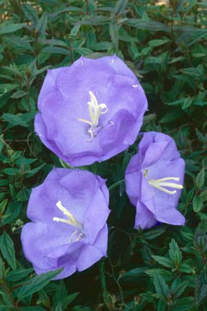 CAMPANULA persicifolia 'Blue Bloomers'