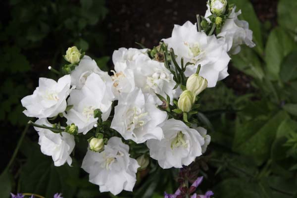 Campanula persicifolia 'Moerheimii'