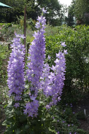 Campanula pyramidalis
